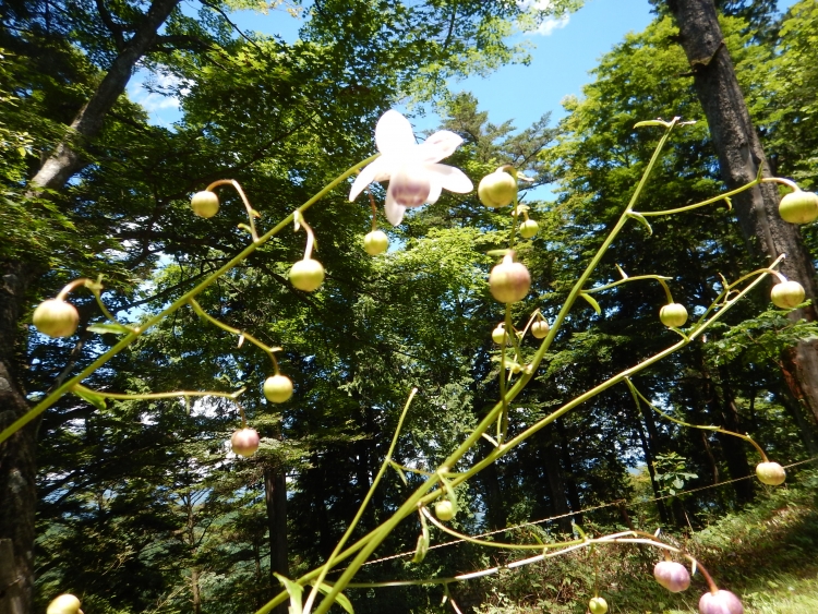 御岳山のレンゲショウマは何時咲くの 東京 奥多摩にあるカヤックスクール フェリーグライド