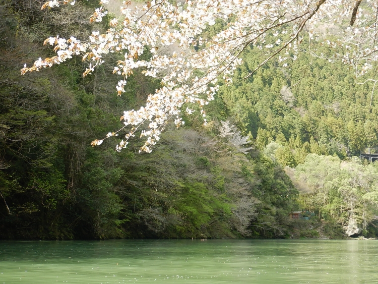 白丸湖の桜は今が見頃 | 東京 奥多摩にあるカヤックスクール