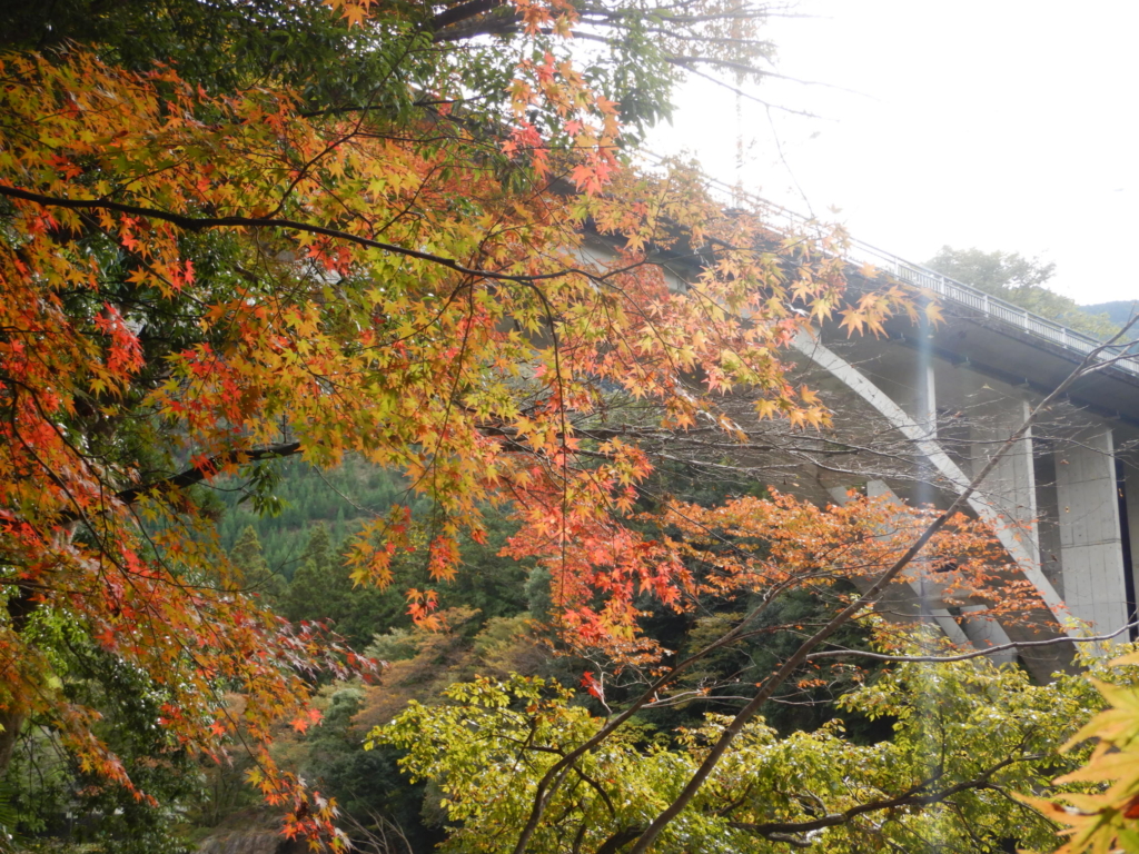奥多摩湖 白丸湖 御岳渓谷の紅葉 21 11 1 東京 奥多摩にあるカヤックスクール フェリーグライド