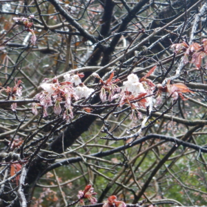 <span class="title">白丸湖畔の山桜が開花しました</span>